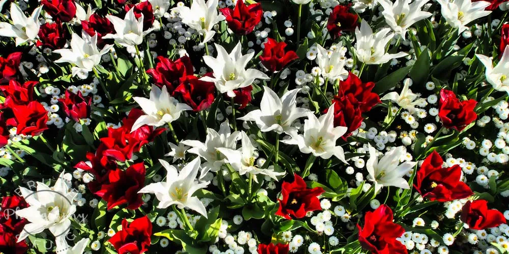 tulips & zinnia - Butchart Gardens