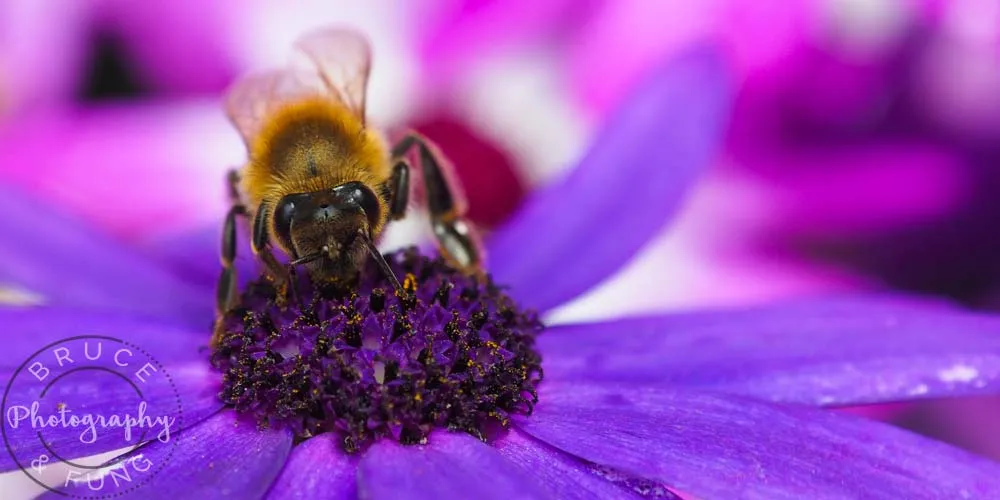 bee at work