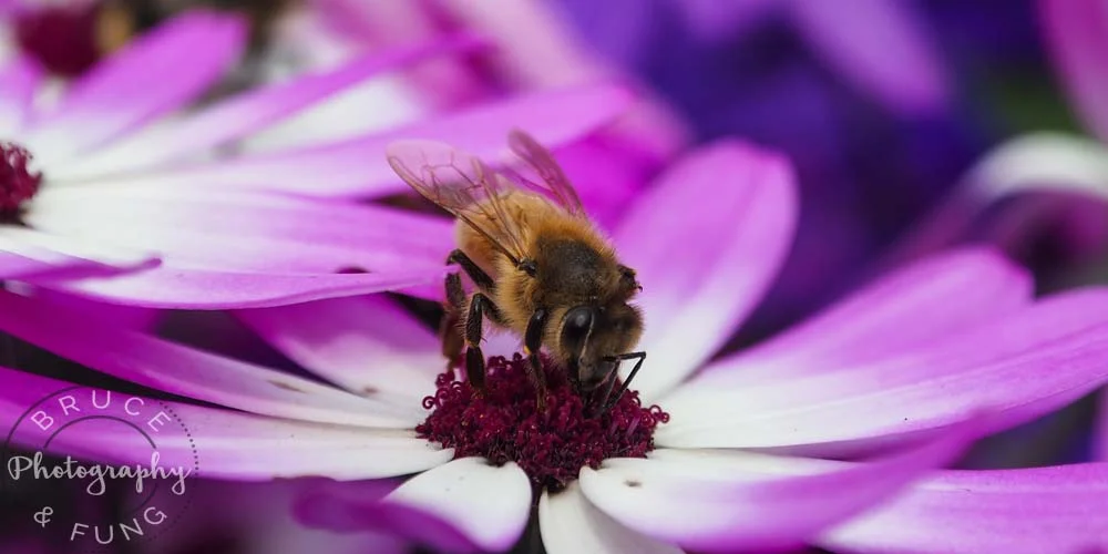 bee - Butchart Gardens