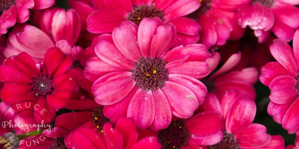 cosmos - Butchart Gardens