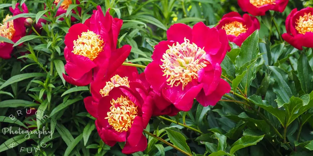 Butchart Gardens