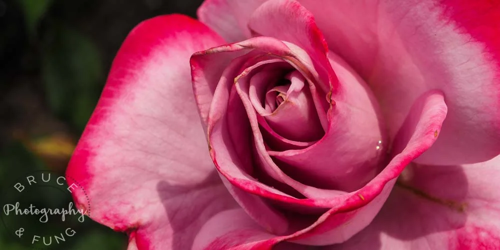 rose - Butchart Gardens