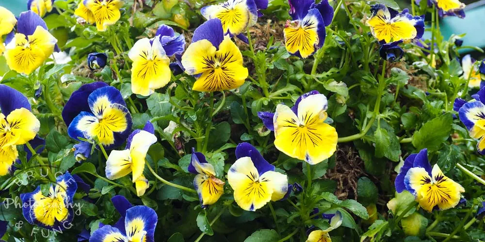 Butchart Gardens