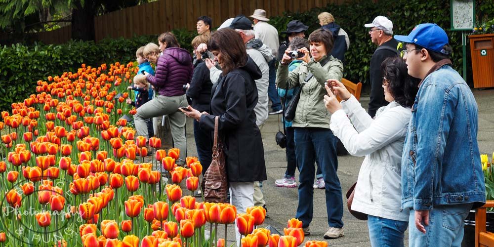 taking pictures of tulips - Butchart Gardens