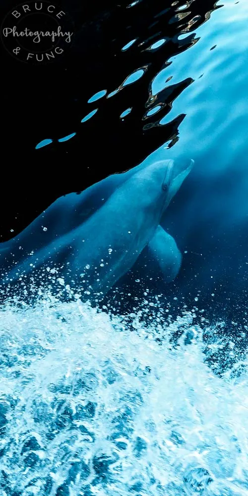 Bottlenose dolphin Bottle nose dolphin surfing a bow wave in Milford Sound