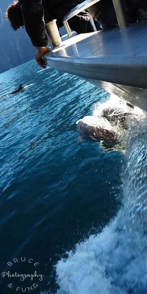 Bottlenose dolphins Pod of Bottlenose dolphins