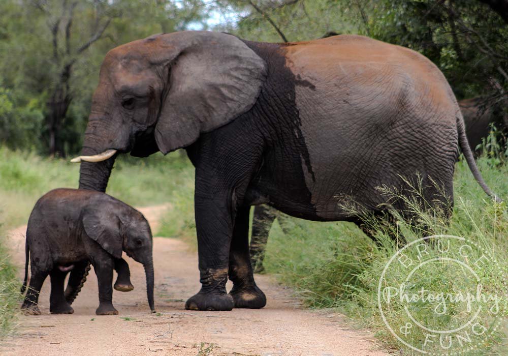 elephants in Kruger - baby elephant learning to walk