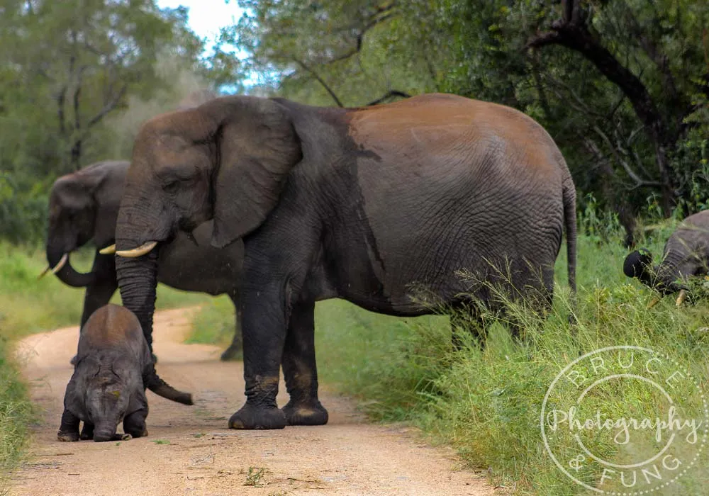 elephants in Kruger - clumsy baby elephant falling on its face