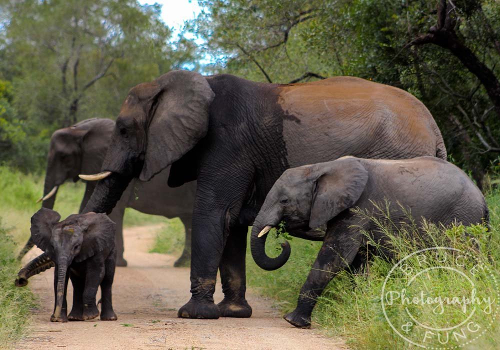 elephants in Kruger - baby elephant getting flustered