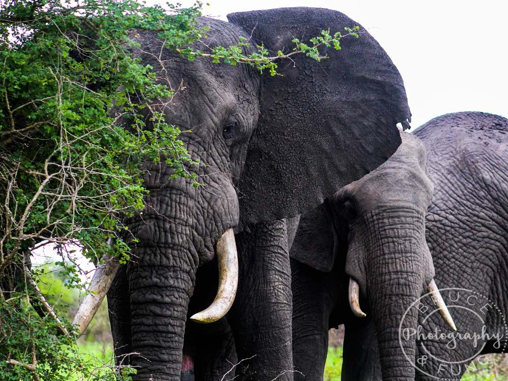 Elephants in Kruger - Big bull in central kruger