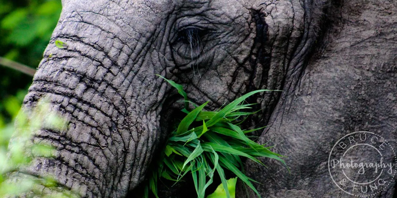 Ellie Etiquette: Useful Tips for Viewing Elephants in Kruger