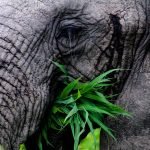 Ellie Etiquette: Useful Tips for Viewing Elephants in Kruger