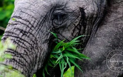 Ellie Etiquette: Useful Tips for Viewing Elephants in Kruger