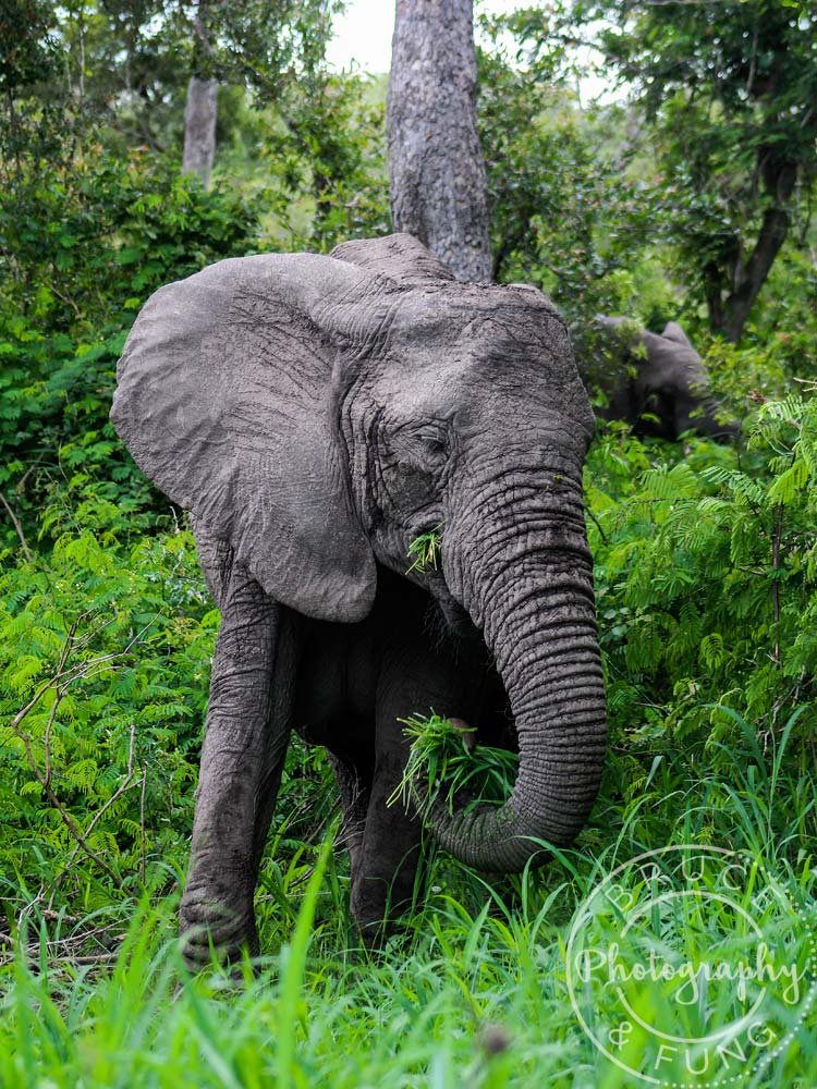 elephants in Kruger feeding