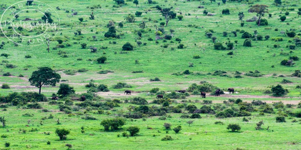 elephants in Kruger