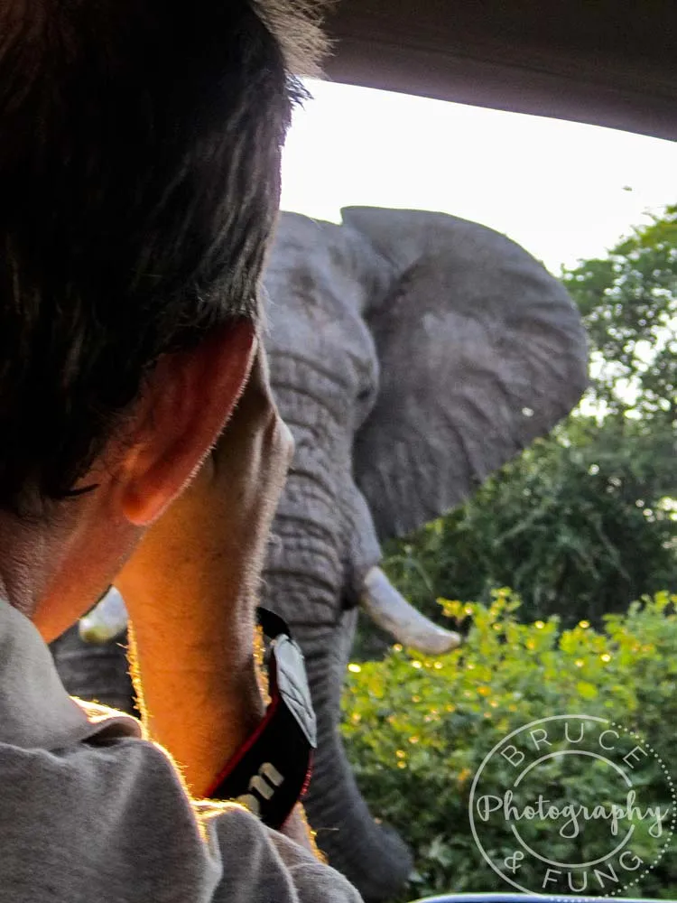 Bull too close for comfort