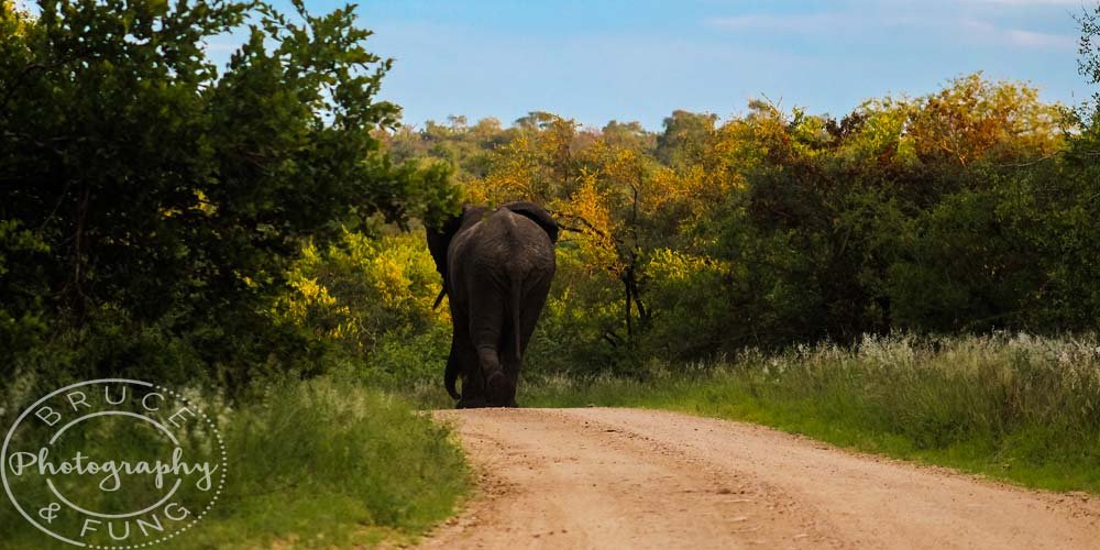 elephant bull using the road
