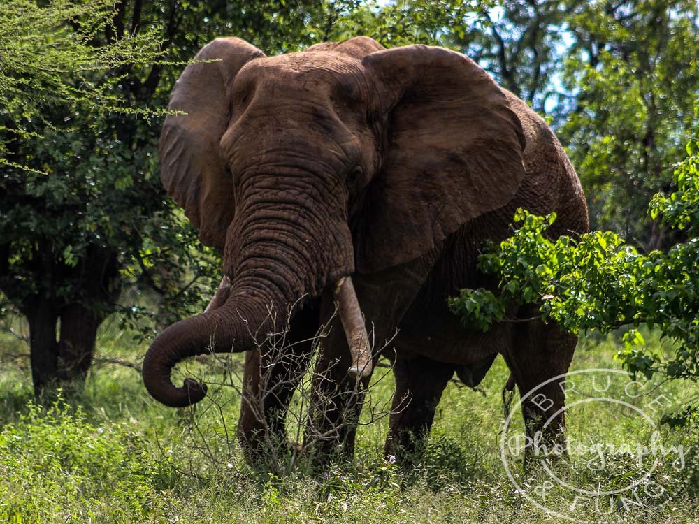 feeding bull elephant