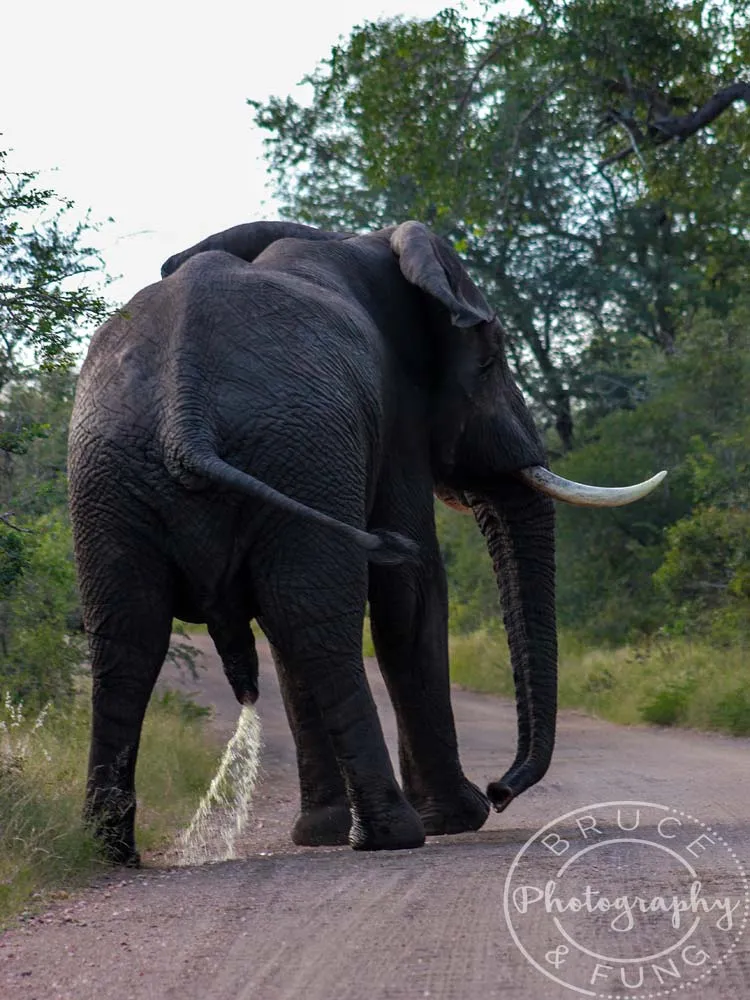 elephants in Kruger - elephant peeing on the road
