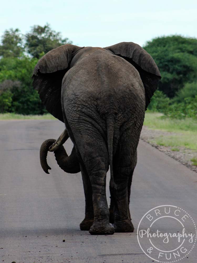 An elephant hanging its trunk over a tusk