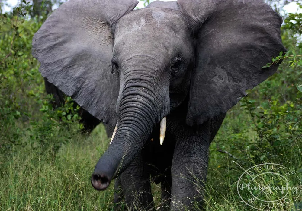 young curious elephant