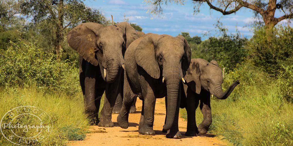 Elephants in Kruger blocking the road