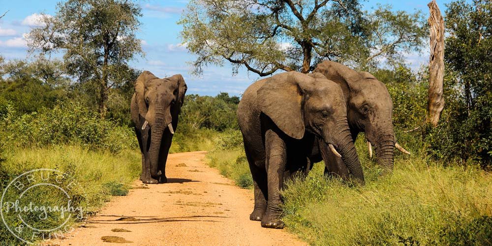 Elephants in Kruger feeding