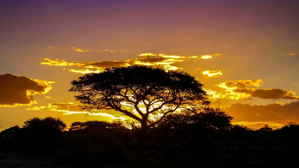 Mokala sunset with camelthorn tree