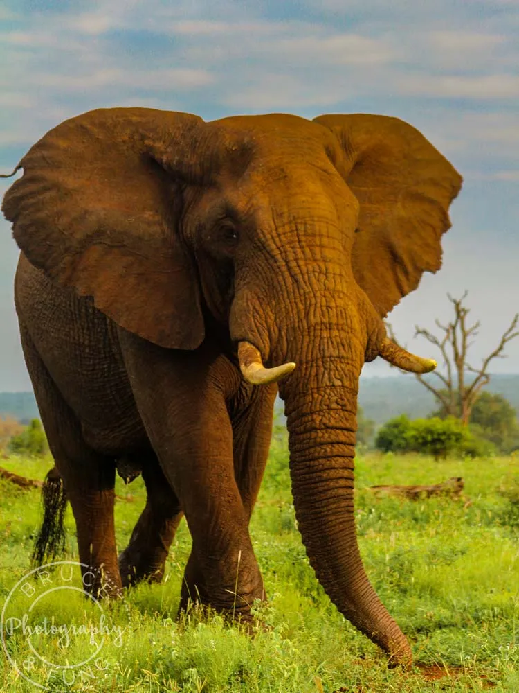 Red bull in south Kruger