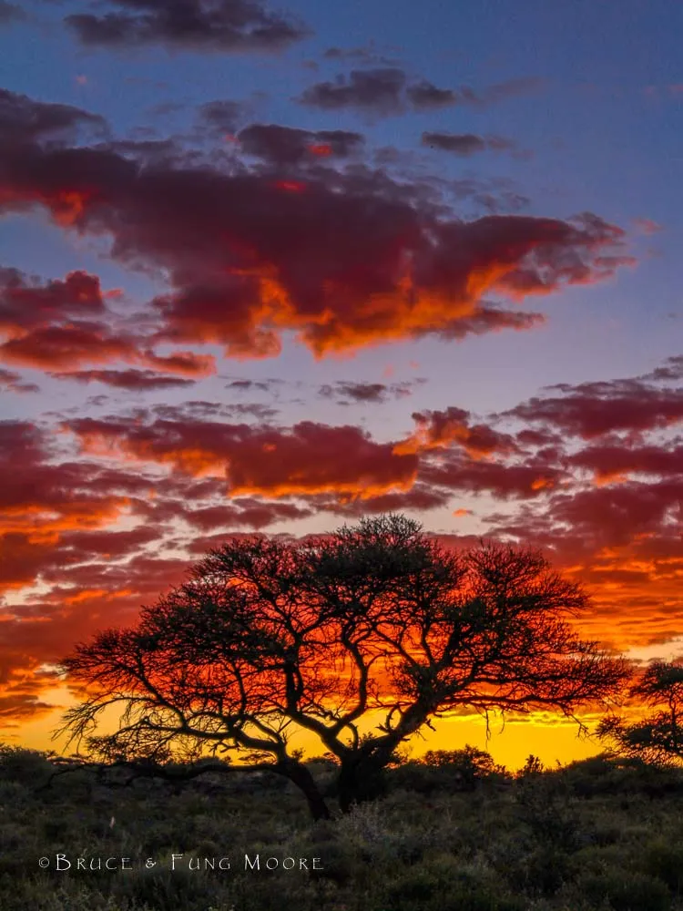 Mokala sunset with camelthorn tree