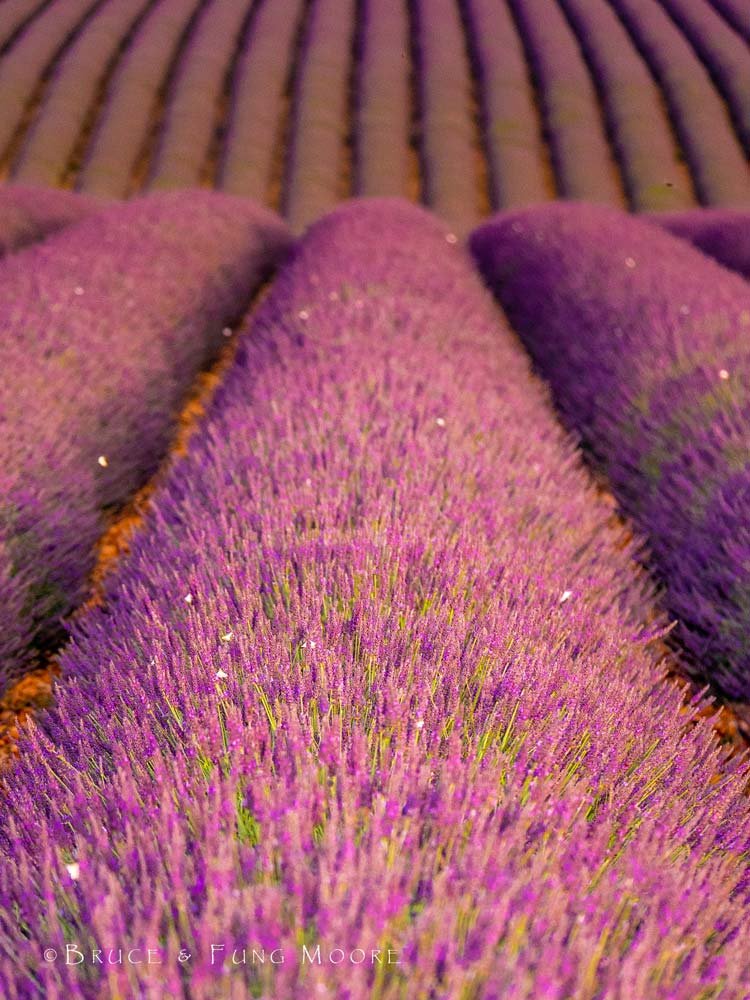 Valensole lavender rows
