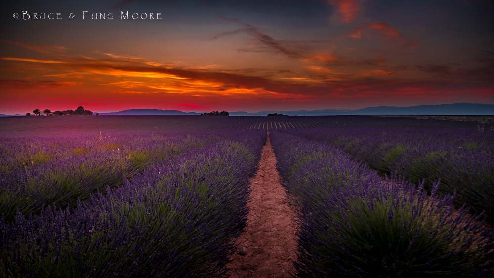 Valensole lavender rows at sunset