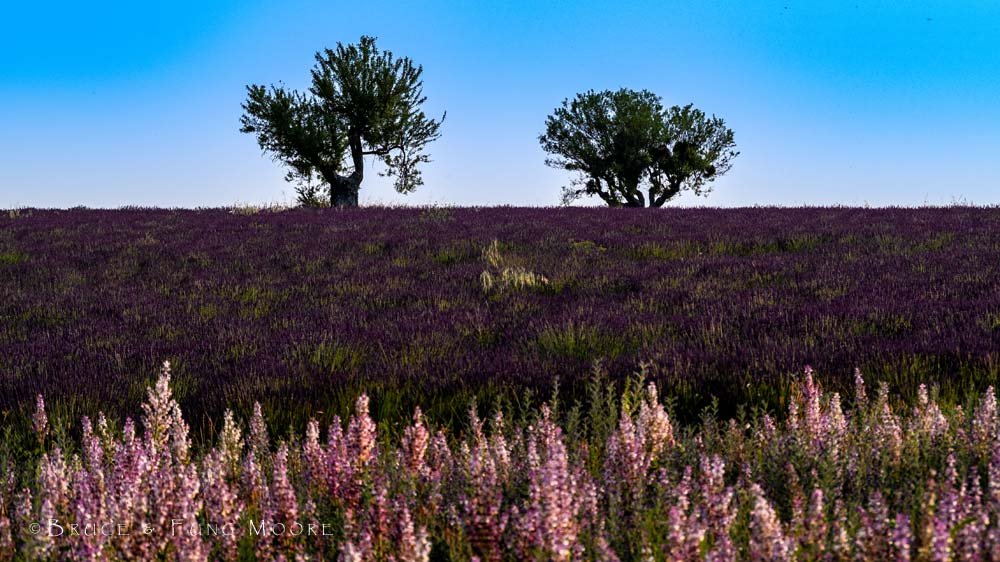 Valensole Plateau, Provence