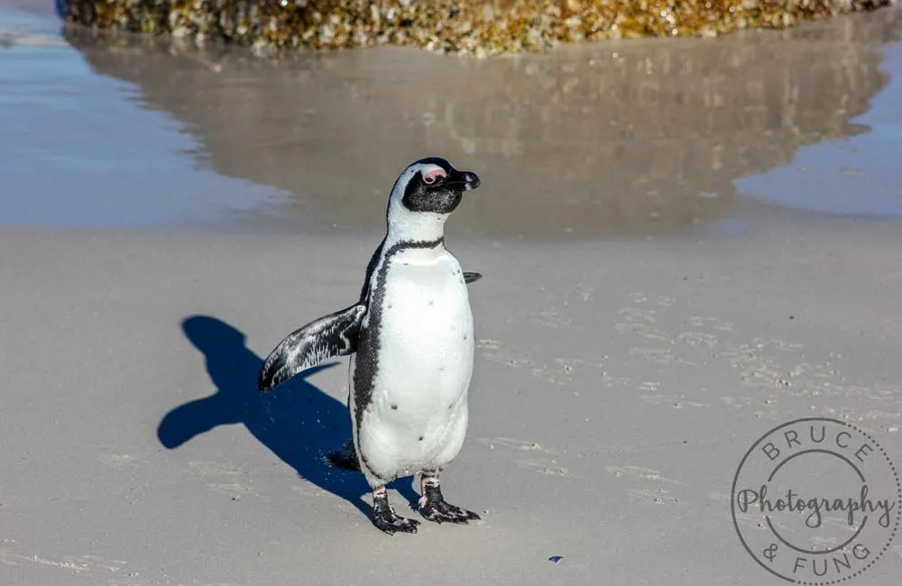 African penguin fresh from the sea