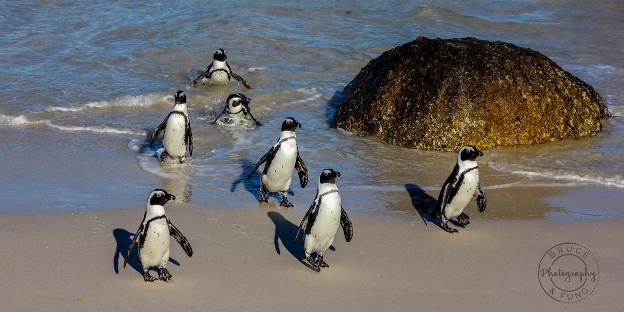The Penguins of Africa