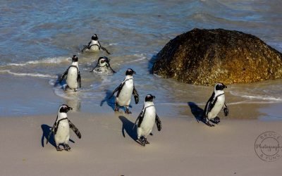 The Penguins of Africa