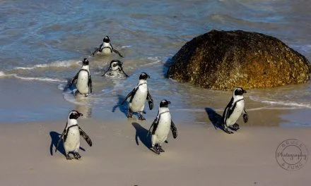 The Penguins of Africa