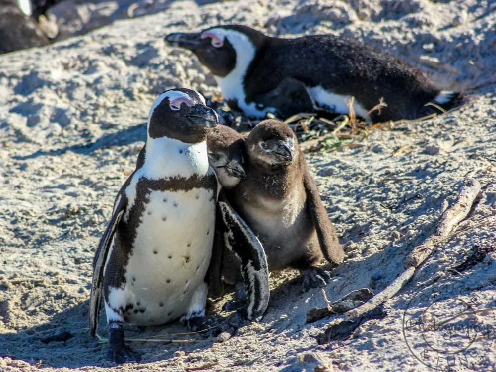 penguin with chicks2
