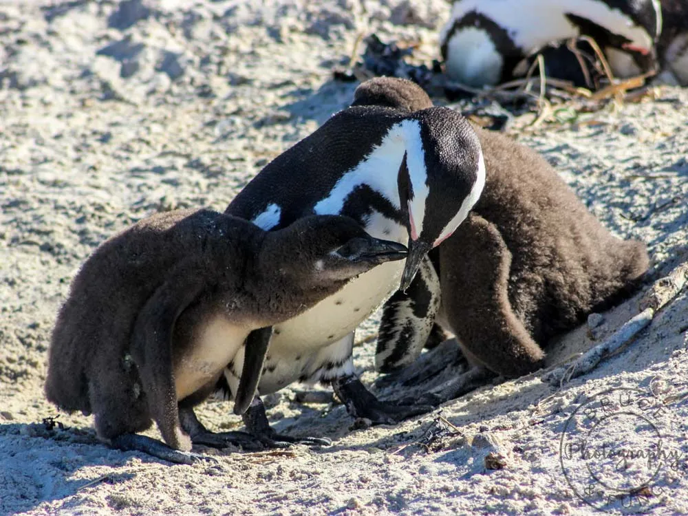 penguin with chicks1