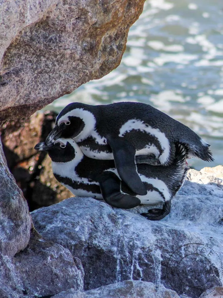 penguin love