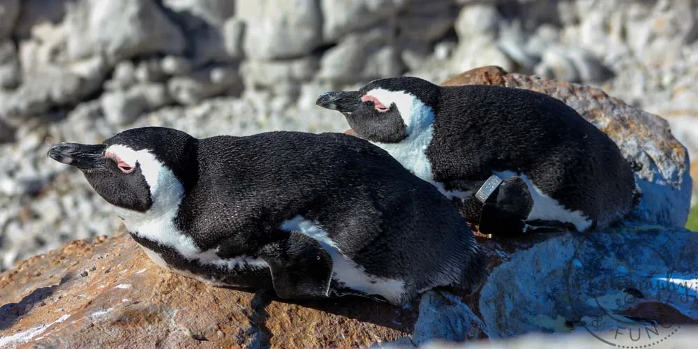 sunning penguins