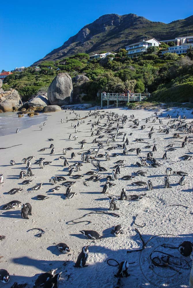 Foxy Beach penguin colony at Simon's Town