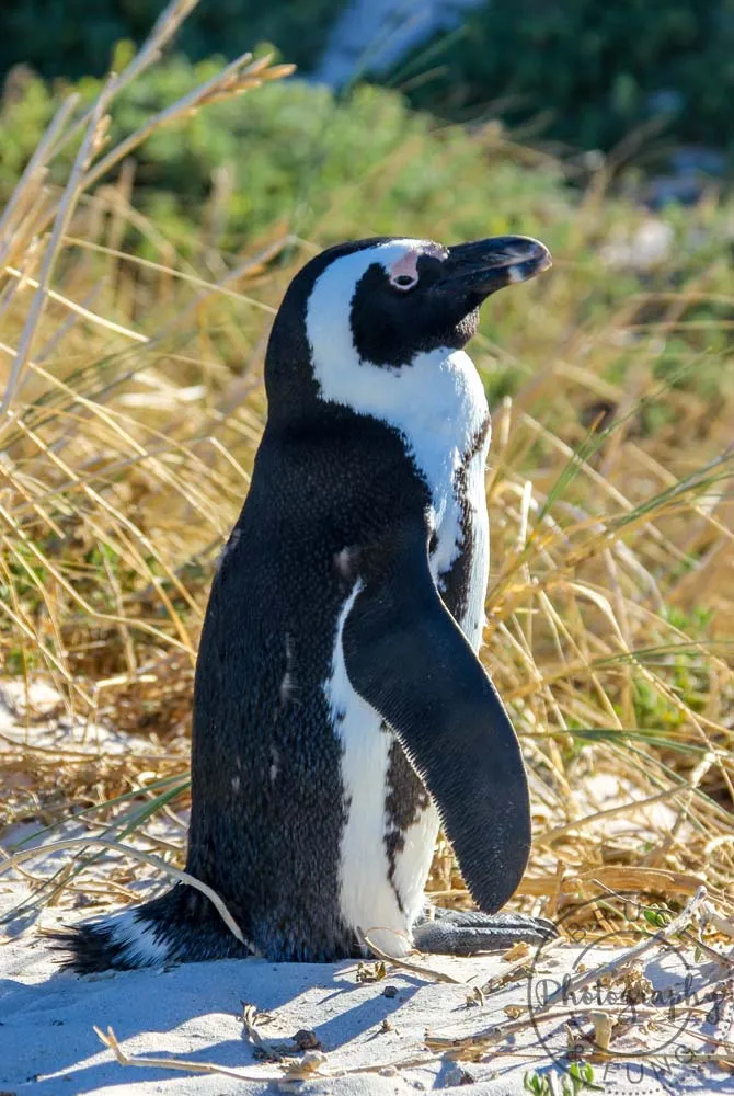 African penguin