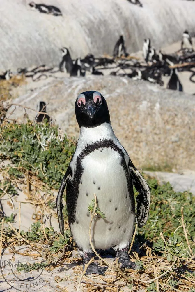 A curious penguin at Foxy Beach