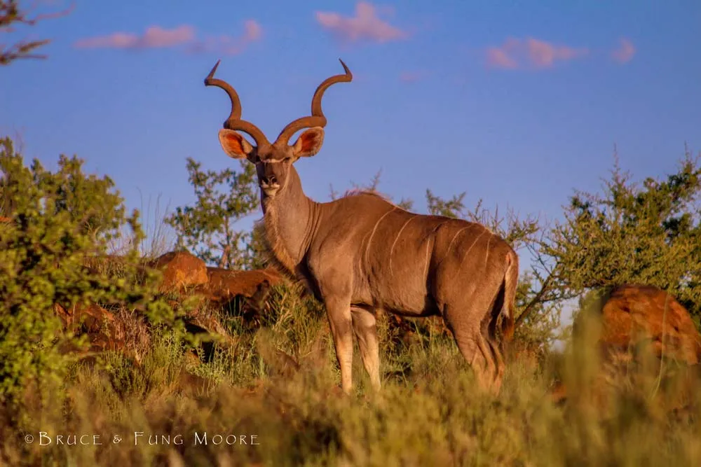 Greater kudu in Mokala