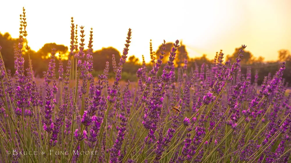 A busy bee at sunset in lavender field