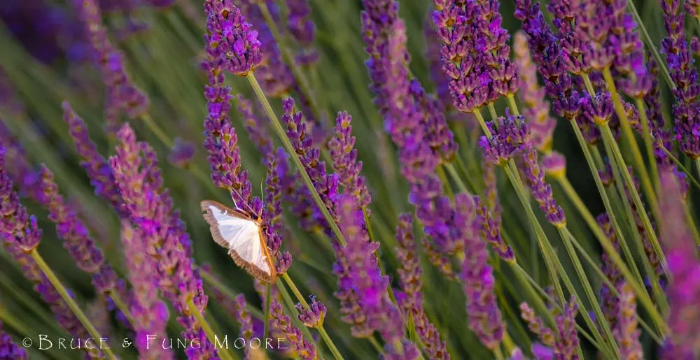 white lavender butterfly