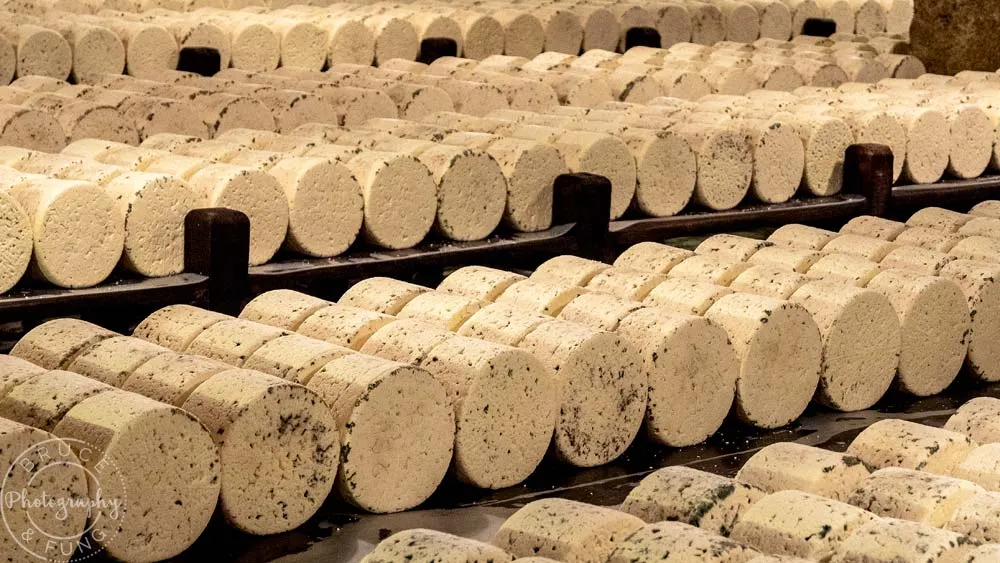 close view of curing Roquefort cheese wheels