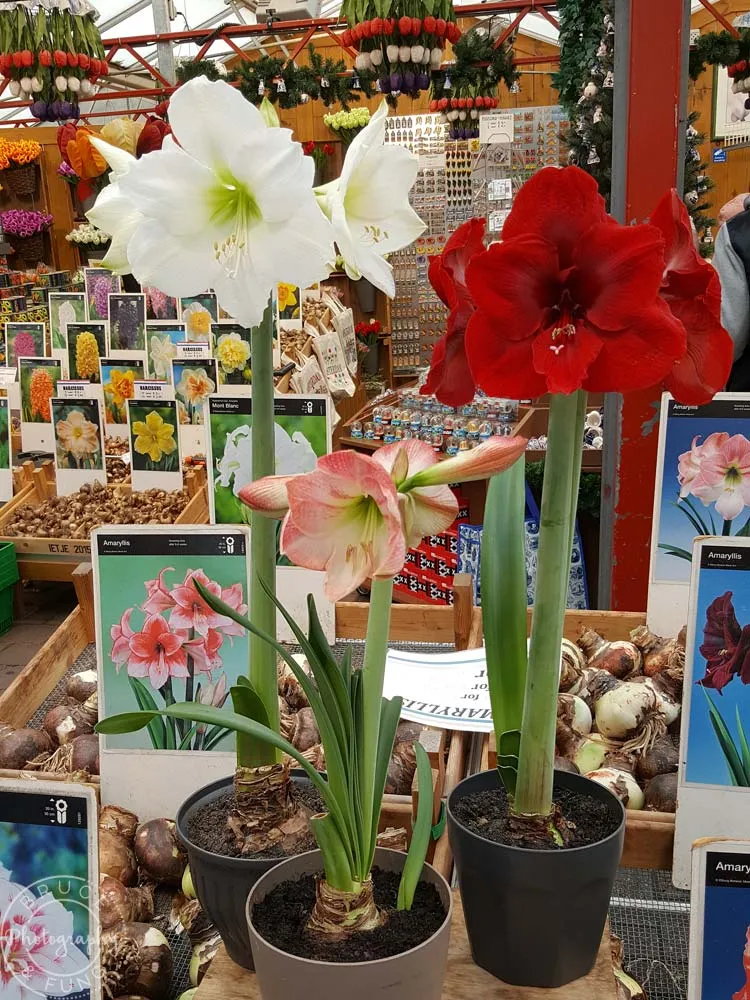 Amaryllis for sale at the Bloemenmarkt