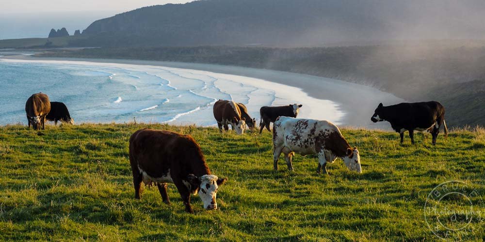 Cows in The Catlins on the Southern Scenic Route